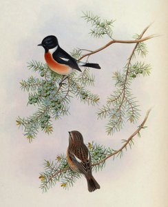Saxicola maurus indicus, på Juniperus formosana. Fra The Birds of Asia (John Gould), bind 4 af BirdsAsiaJohnGoIVGoul_0144.jpg