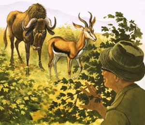 Mand kigger gennem buske på en gnu og en antilope