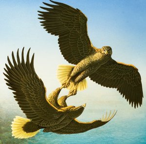 Sea Eagles (gouache på papir)