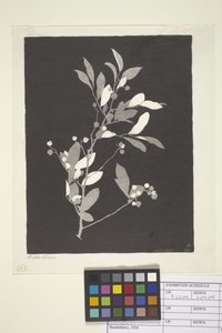 Huckleberry (blæk på papir)
