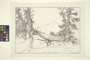 Sierra Pines (blæk på papir) af Bolton Coit Brown