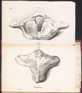 Atlas og brystben af ​​hvalen, 1827 Atlas / Sternum (titel på objekt)