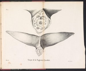 Udsnit af hvalens halefinne, 1827 Coupe de la Nageoire Caudale (titel på objektet)