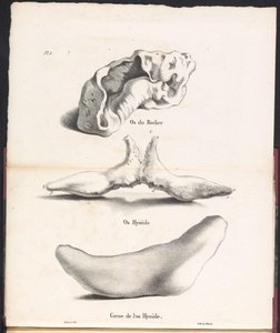 Tre dele af hvalens hyoidknogle, 1827 Os du Rocher / Os Hyoid / Corne de l