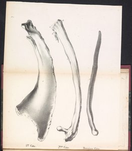Hvalens tre ribben, 1827 1st Côte / 2me Côte / Derniere Côte (titel på objekt)