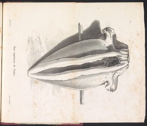 Hvalkranie, 1827 Face supérieure du Crâne (titel på objekt)