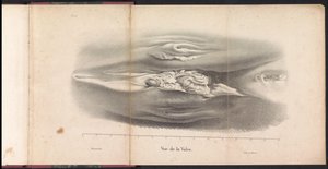 Hvalens kvindelige kønsorganer, 1827 Vue de la Vulve (titel på objekt)
