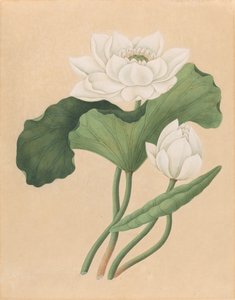 Østindisk Lotus (Nelumbo nucifera)