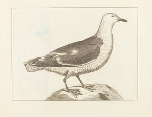 Vandfugle af British 19th Century