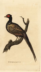 Almindelig fasan, Phasianus colchicus af British School