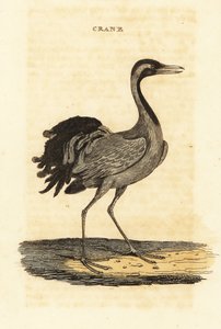 Demoiselle trane, Grus jomfru af British School