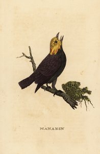 Guldhovedet manakin, Ceratopipra erythrocephala af British School