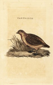 Gråagerhøne, Perdix perdix af British School