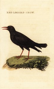 Rødnæbbet chough, Pyrrhocorax pyrrhocorax af British School