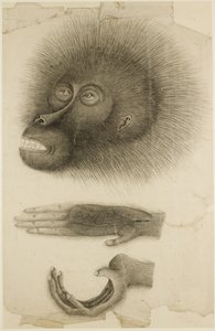 Hovedet og hænderne på en Orang-utang, ca. 1818-30 (blyant og akvarel på papir) af British School