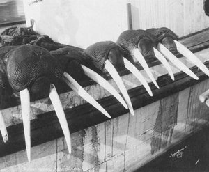 Hvalrosstødtænder, Nome, Alaska, ca. 1931 (foto) af Brothers Lomen