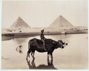 Et barn og en okse i en vandmasse ved foden af pyramiderne af Chephren (Khephren) og Kheops (Cheops, Keops, Khoufu, Khufu) a Guizeh (Guiseh, Giza, Giza) - fotografi af Freres Zangali, slutningen af 19. århundrede
