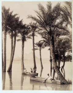 En palmelund ved foden af pyramiderne i Egypten - fotografi af Zangali-brødrene, slutningen af det 19. århundrede