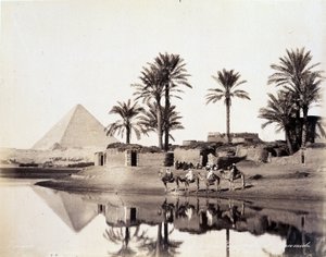 Kameler drikker ved foden af pyramiderne i Egypten - fotografi af Zangali-brødrene, slutningen af det 19. århundrede
