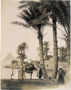 Palmelund ved foden af pyramiderne i Egypten - fotografi af Zangali Brothers, slutningen af det 19. århundrede