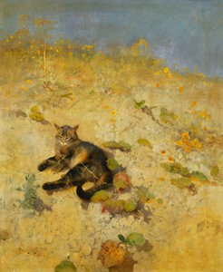 En kat, der soler sig i solen