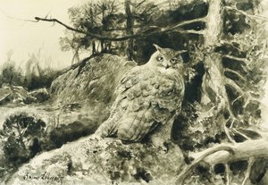 Berguv (Ørneugle) Bubo Bubo