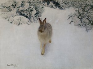 Hare om vinteren af Bruno Andreas Liljefors