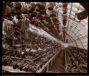 Orkideer i et drivhus på Helen Gould ejendom (sen Jay Gould bolig) i Tarrytown, New York, 1894 (sølv gelatine print) af Byron Company