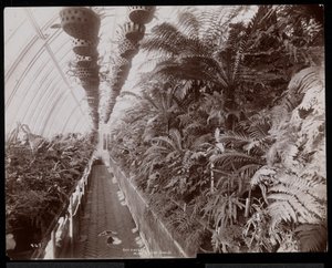 Planter i et drivhus på Helen Gould ejendom (sen Jay Gould bopæl) i Tarrytown, New York, 1894 (sølv gelatine print) af Byron Company