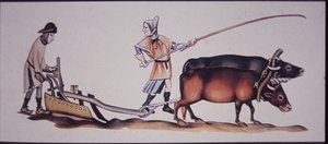 Middelaldermænd, der pløjer med okser, fra en scene fra Luttrell Psalter (farve litho)