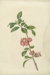 Blomstrende gren japansk kirsebær af C.J. Kruimel