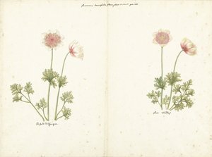 To undersøgelser af anemoner af C. Baak