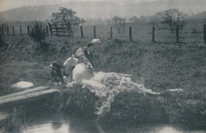 Fåreklipning, 1910 af C. Reid