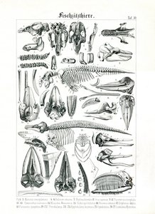 Anatomisk illustration af havpattedyr af C. Roth