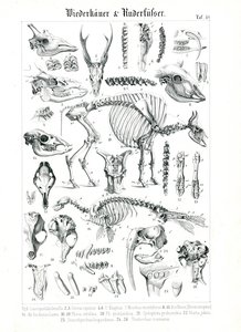Anatomisk illustration af drøvtyggere og pinnipedia