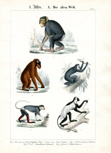 Aber i den gamle verden af C. Roth