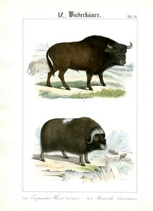 Europæisk bison og moskusokse