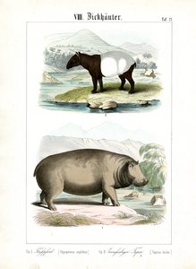 Flodhest og tapir