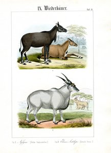 Nilgai og Eland-antilope