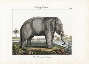 Afrikansk elefant af C. Steglich