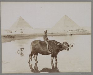 Dreng på en bøffel med to pyramider i baggrunden i Egypten Beufe et Pyramides (titel på objekt) af C. and G. Zangaki