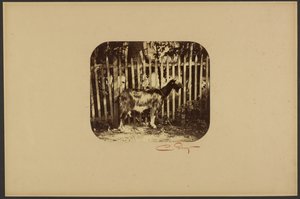 [Ged] af Camille Silvy