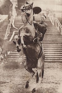 Cowboy har kontrol over en hest, der stejler (s/h-foto)