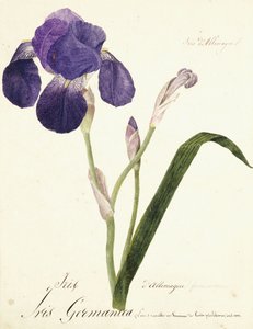 tysk Iris Iris Germanicus, ca. 1815-1851 af Capitaine Pelletier