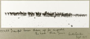 N.Z.M.F.A. transportere heste opstillet til inspektion på stranden, Khan Yunis, september 1917 af Capt. Arthur Rhodes