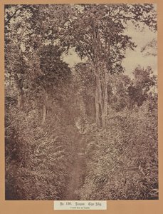 Nr. 120. Rangoon. Tiger Alley af Capt. Linnaeus Tripe