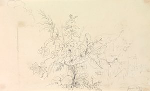 Skitse af planter og en milepæl fra naturen, 3. juni 1826 af Capt. Thomas Hastings