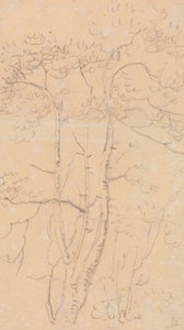 Skitse af træer, Shorwell, Isle of Wight af Capt. Thomas Hastings