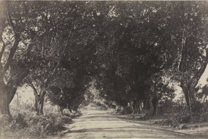 Avenue of the Banyan Trees, Sheringham, Indien