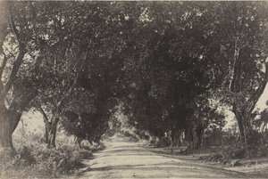 Avenue of the Banian Trees, Seringham, Indien, 1858.